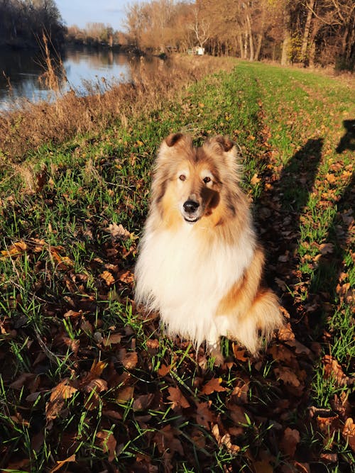 Δωρεάν στοκ φωτογραφιών με είδος ποιμενικού σκύλου, κουτάβι, ομορφιά της φύσης