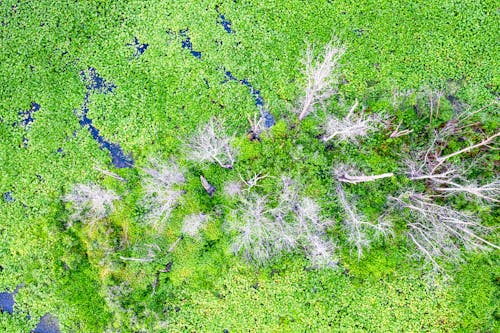 Aerial Shot of White Trees in the Swamp