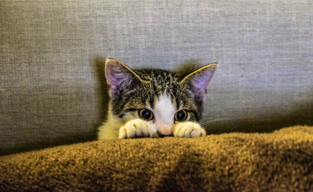 Free Cute Kitten hiding behind a Pillow  Stock Photo