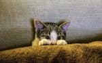 Cute Kitten hiding behind a Pillow 