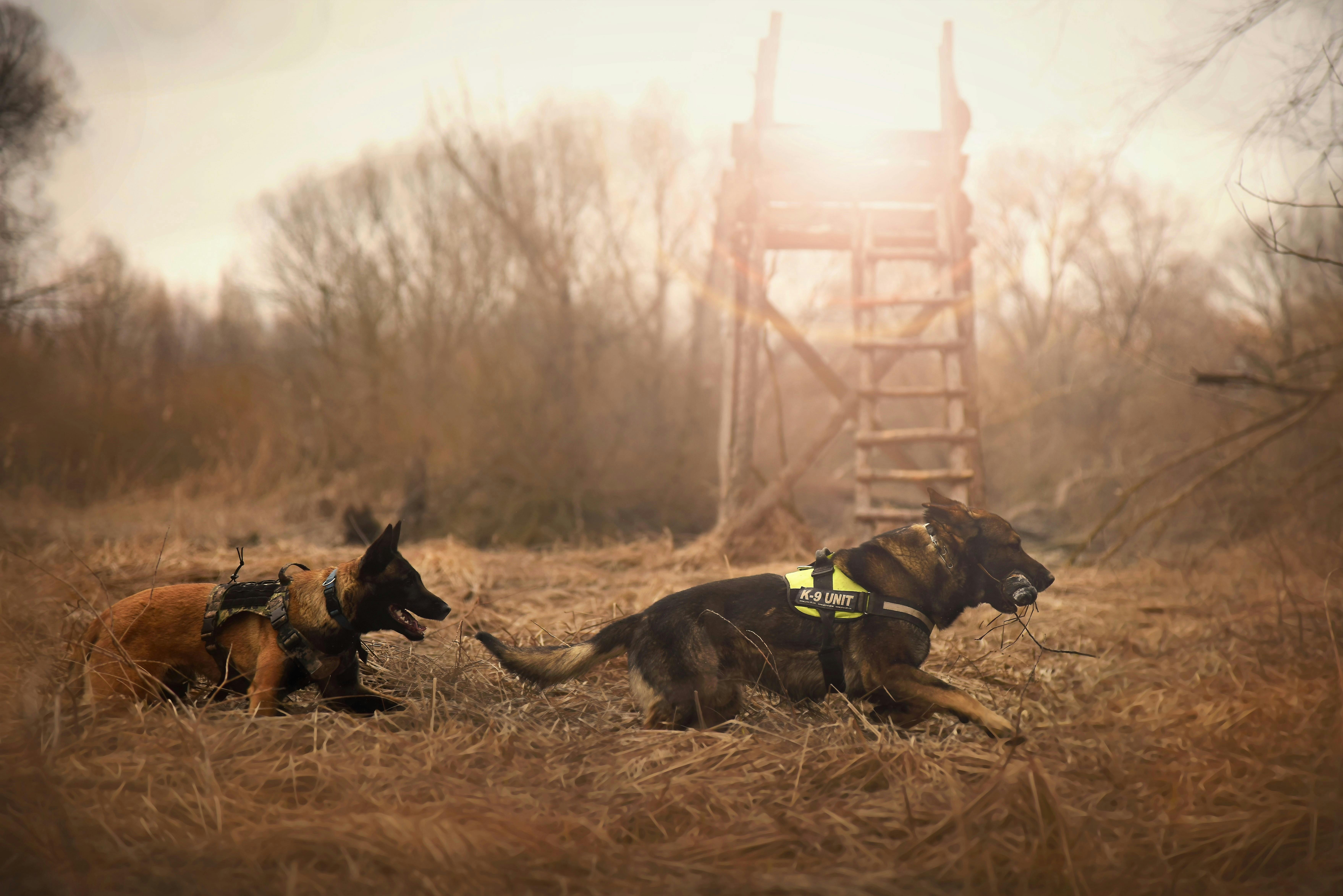 Two Dogs Chasing Each Other