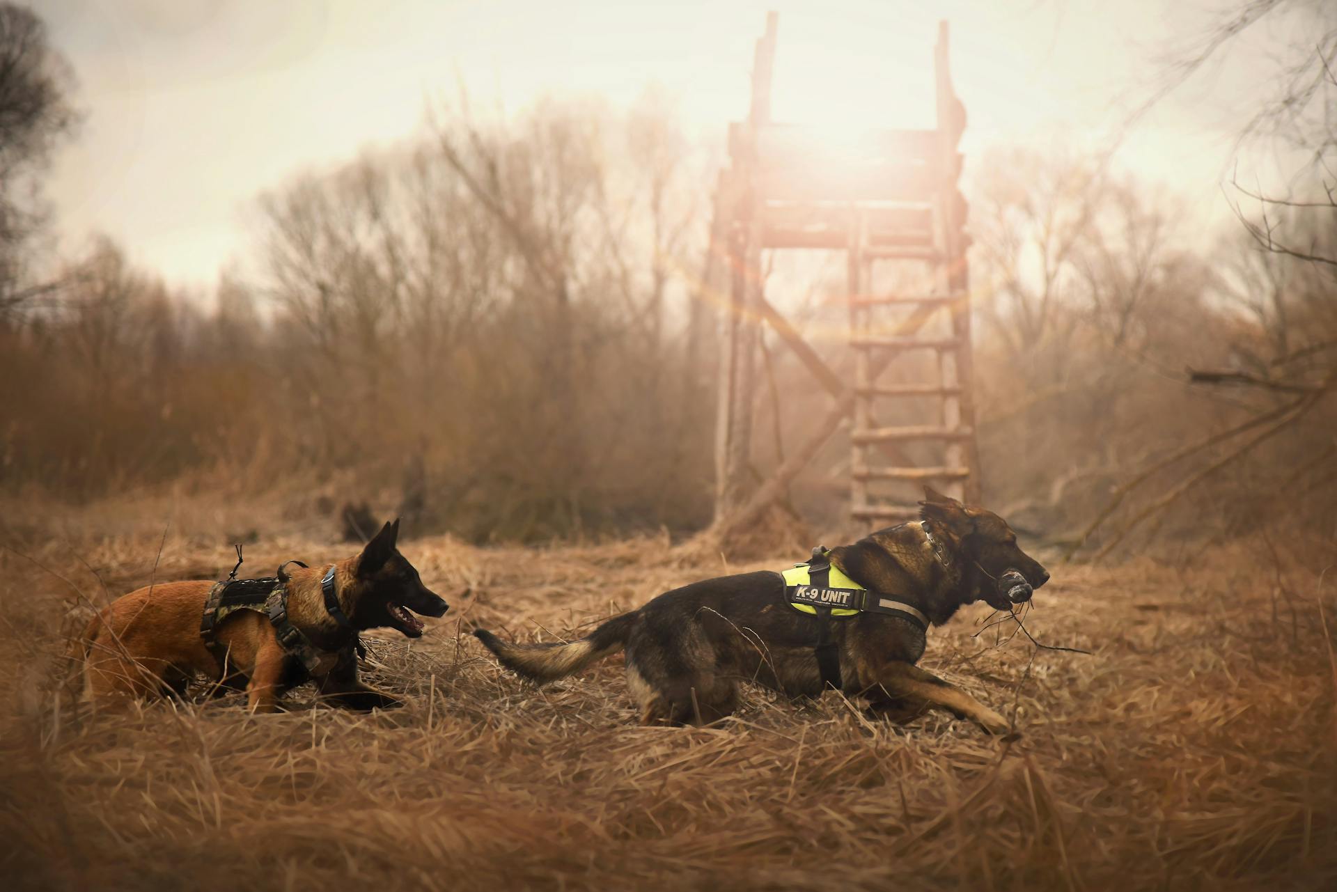 Deux chiens qui se poursuivent