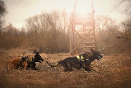 German Shepherd dogs running energetically in a grassy outdoor setting with distinct sun rays.