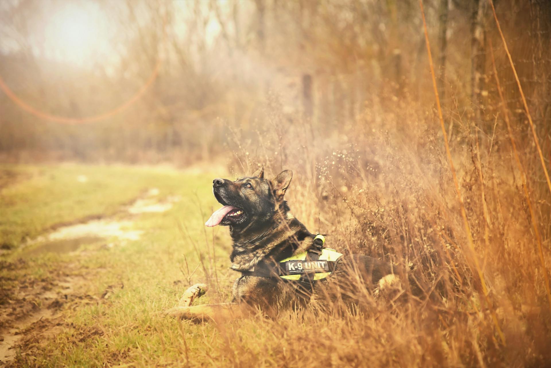 Tilt Shift Foto van een volwassen Duitse herder