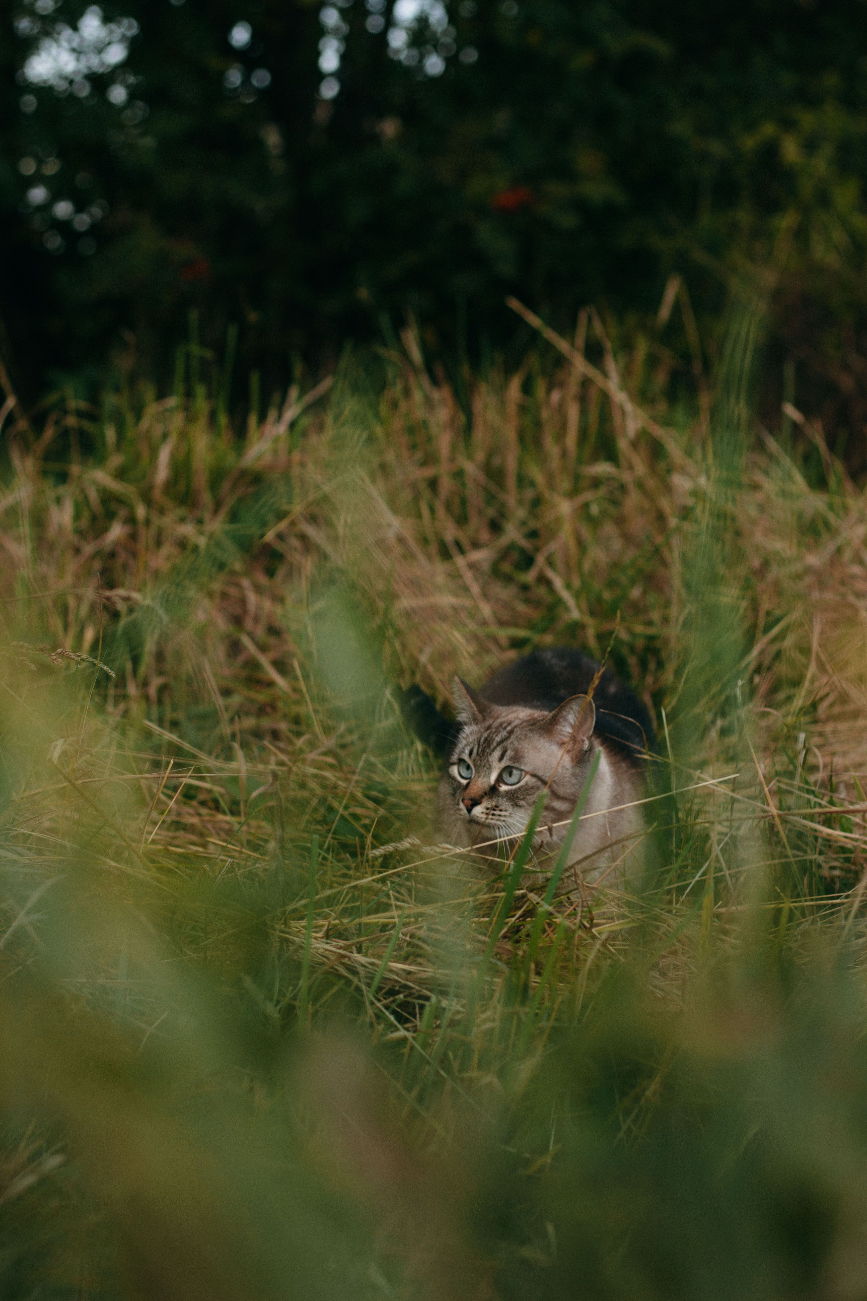Brown Tabby Cat on Green Grass Field · Free Stock Photo