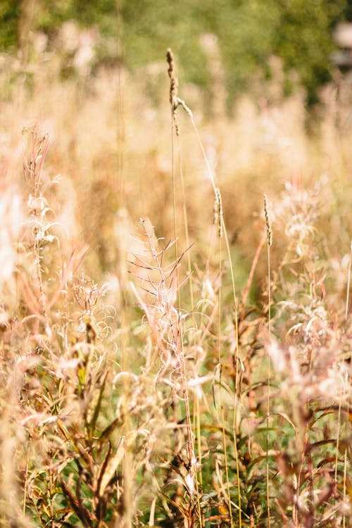 Field with Tall Grass 
