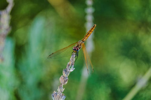 Gold Dragon Fly