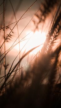 Moody silhouette of grass blades with the sun setting in the backdrop, creating a warm, natural scene.