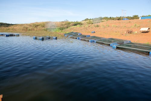 balık, balık yetiştiriciliği, su tankı içeren Ücretsiz stok fotoğraf