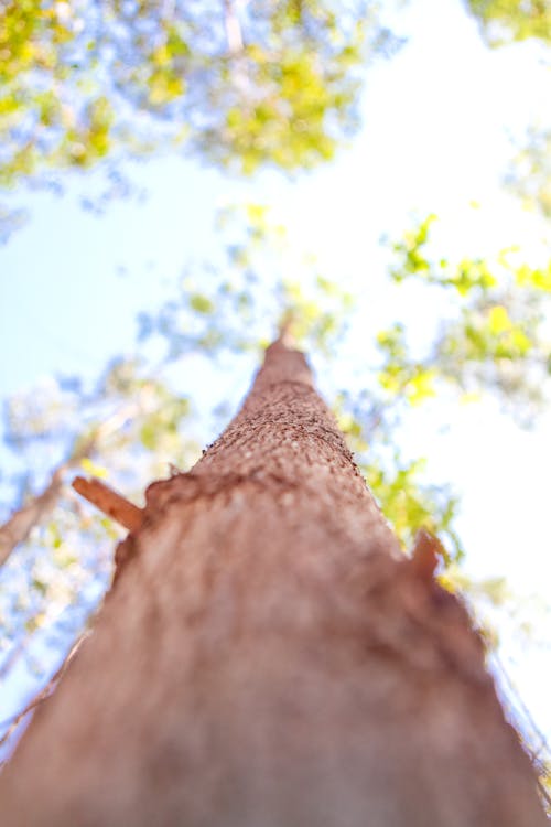 Foto d'estoc gratuïta de arbre, arbre alt, eucaliptus