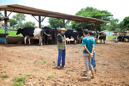 Δωρεάν στοκ φωτογραφιών με αγελάδες, αγρόκτημα, άνδρες