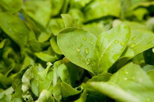 Δωρεάν στοκ φωτογραφιών με rucola, ανθοκομία, πράσινος