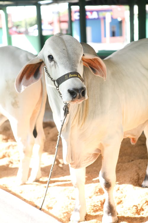 Close-Up Photo of a White Cow