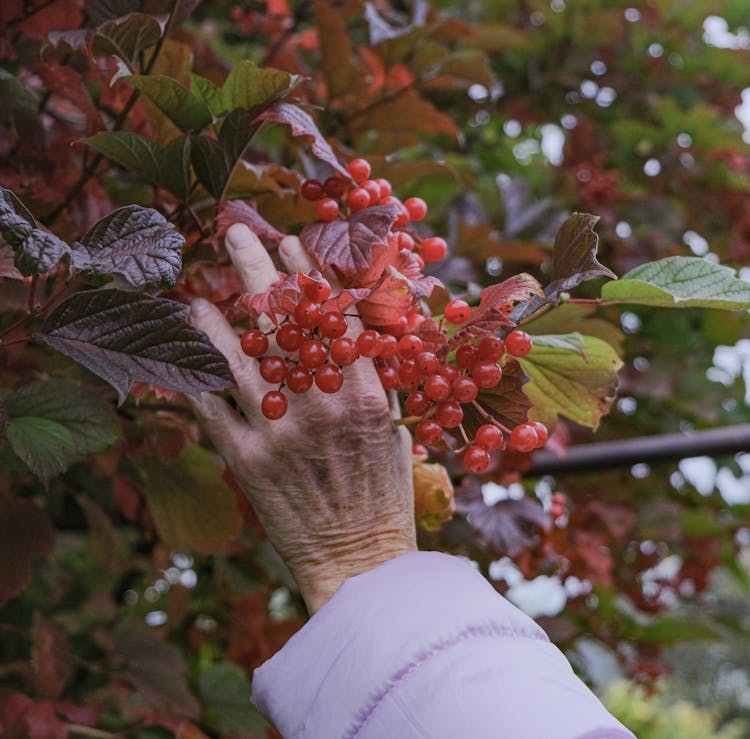 Woman Hand Picking Up Berries From Tree