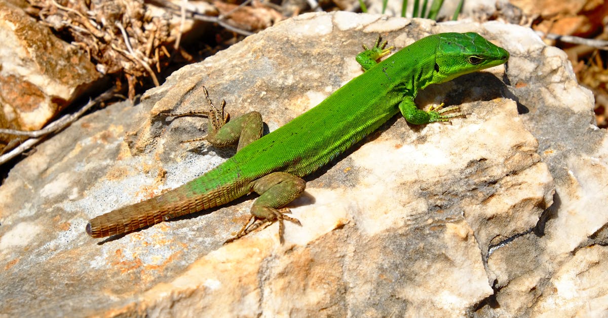 Free stock photo of green, lizard, macro