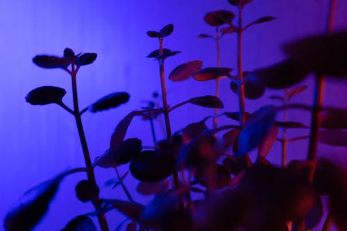 Plants Illuminated with Special Purple Light