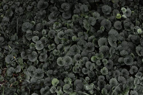 Immagine gratuita di edera macinata, fogliame, foglie