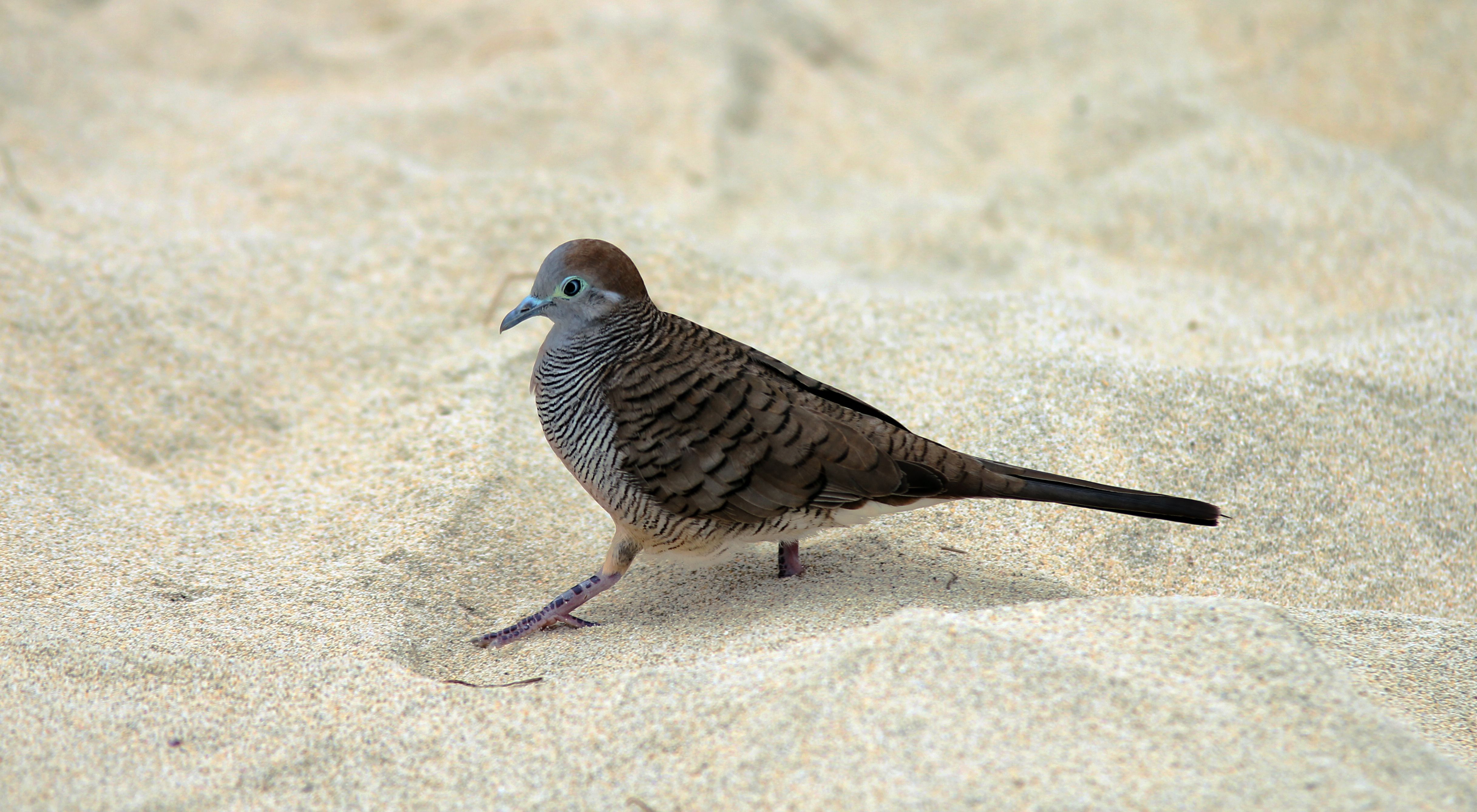 Kostenloses Foto Zum Thema Makro Sand Strand