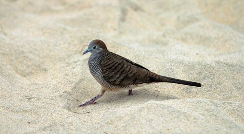 Free A Zebra Dove strolls across a sandy beach, capturing a serene moment in nature. Stock Photo