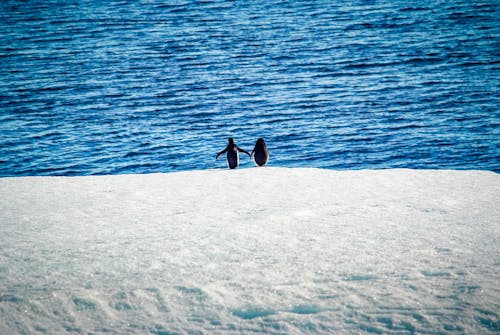 Gratis lagerfoto af dyreliv, is, landskab Lagerfoto