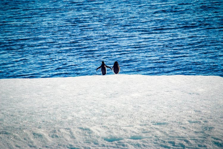 Penguins Walking Towards Water