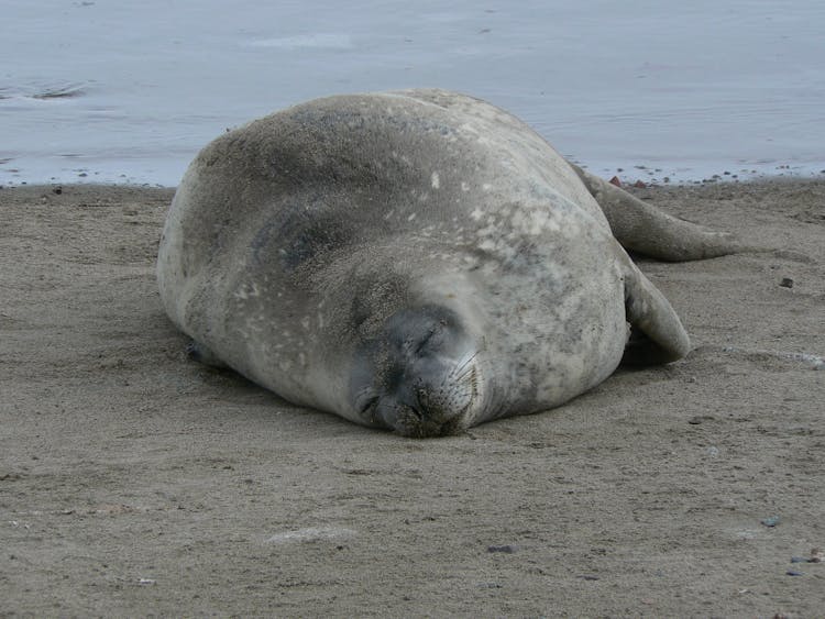 Close-Up Photo Of A Weddell Seal Sleeping