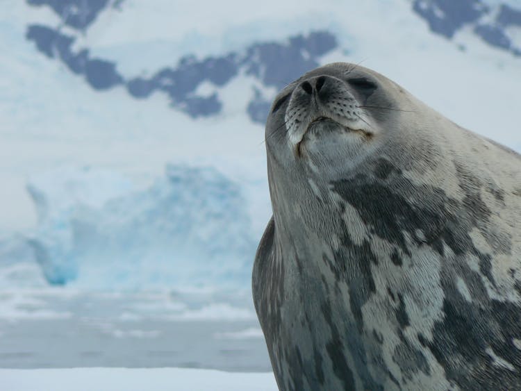 A Weddell Seal In Close-Up Photography