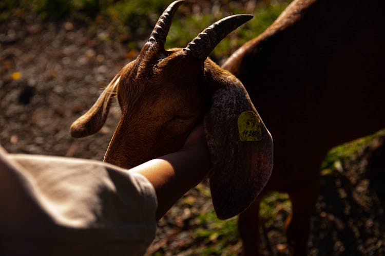 A Person Petting A Goat