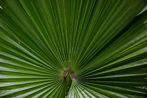 Palm Tree Leaf 