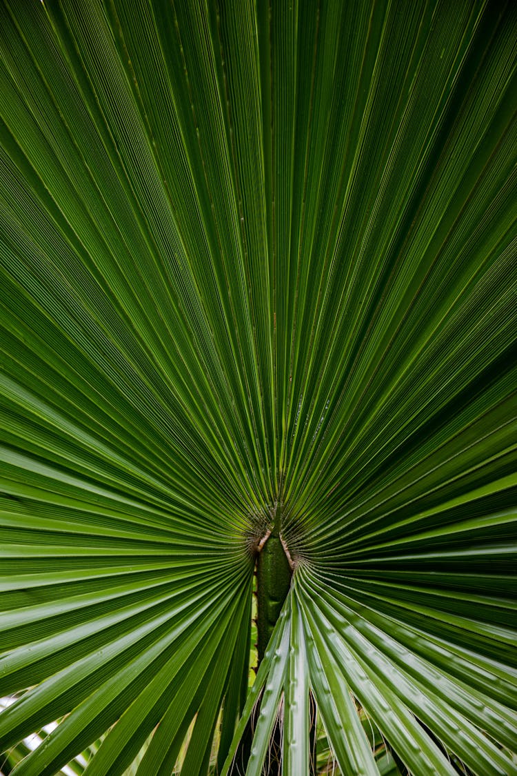 Green Creased Leaf Of Tropical Plant