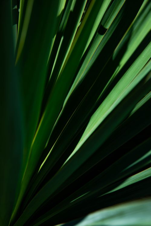 Free A detailed macro shot showcasing vibrant green leaves with rich textures and lighting. Stock Photo
