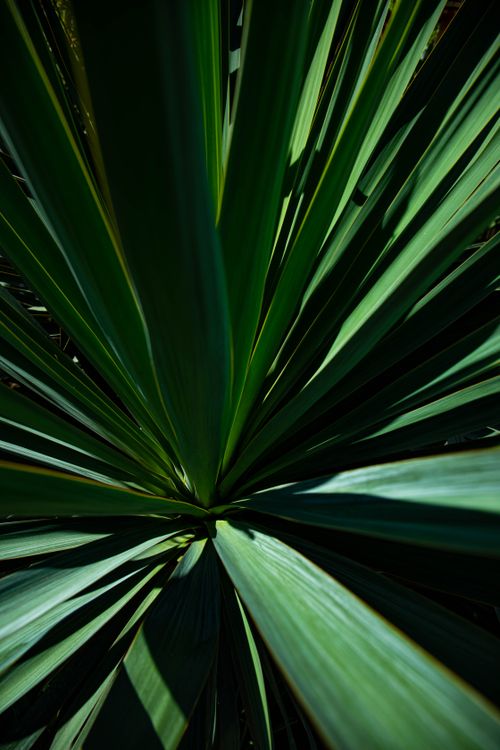 Free Vibrant green yucca plant leaves captured in natural light. Stock Photo