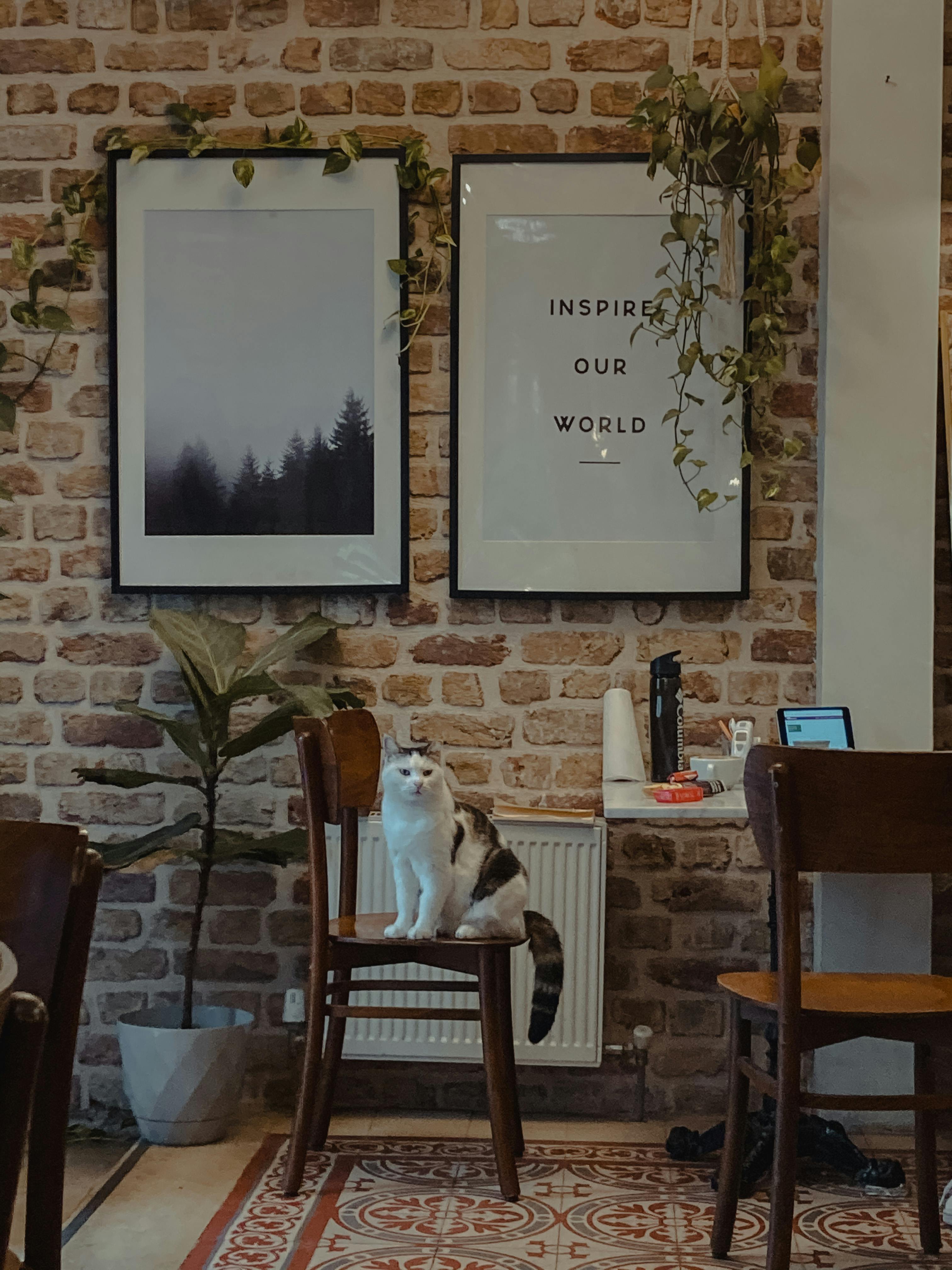 cat on chair in living room