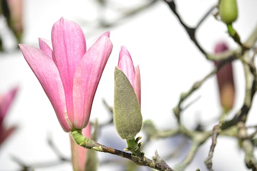 Gratis arkivbilde med arbre, fleurs, floraison