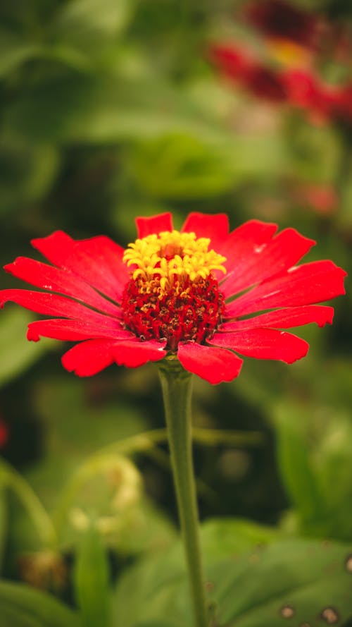 Selective Focus Photo of a Red Flower in Bloom