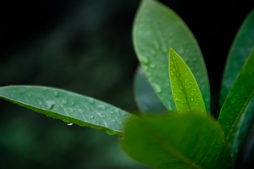 Free Fresh green leaves with dew drops. Perfect for nature and freshness themes. Stock Photo