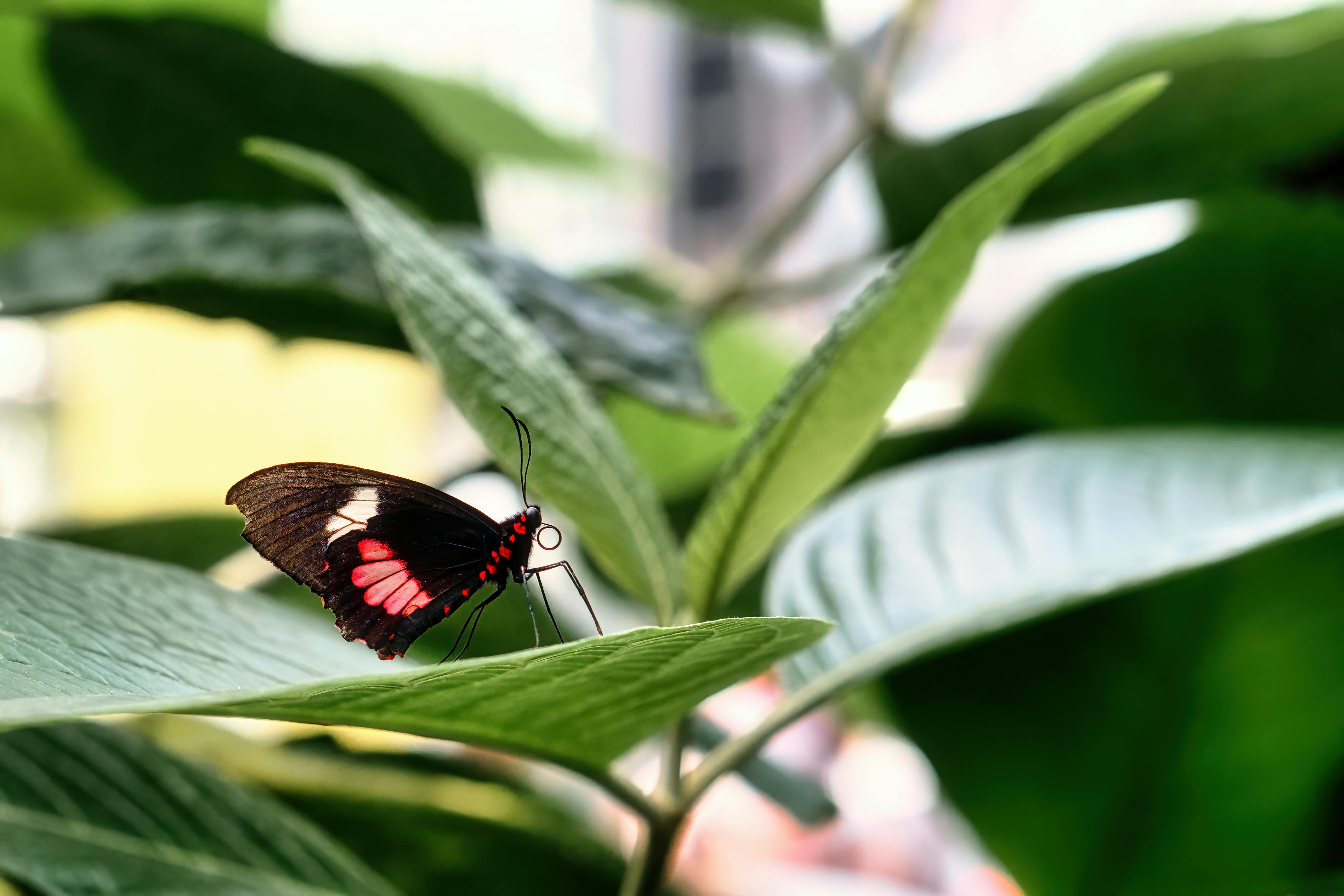Macro shot of a vibrant butterfly with pink markings perched on a green leaf.