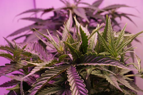 Close-Up Shot of Green Cannabis Plants