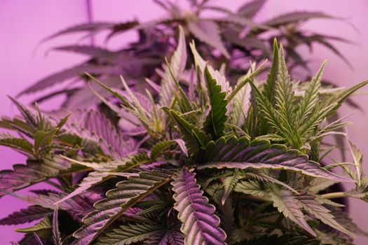 Unlocking the Benefits of Delta 8 THC for Wellness