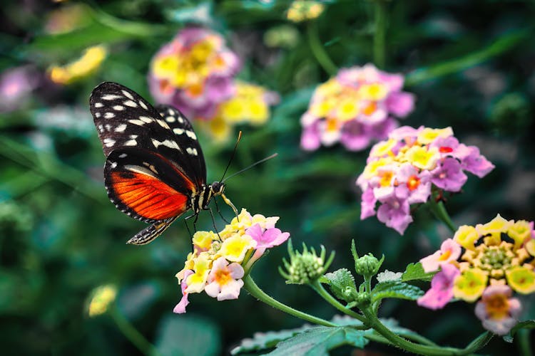 Macro Shot Of A Monarch Butterfly Perched On A Flower