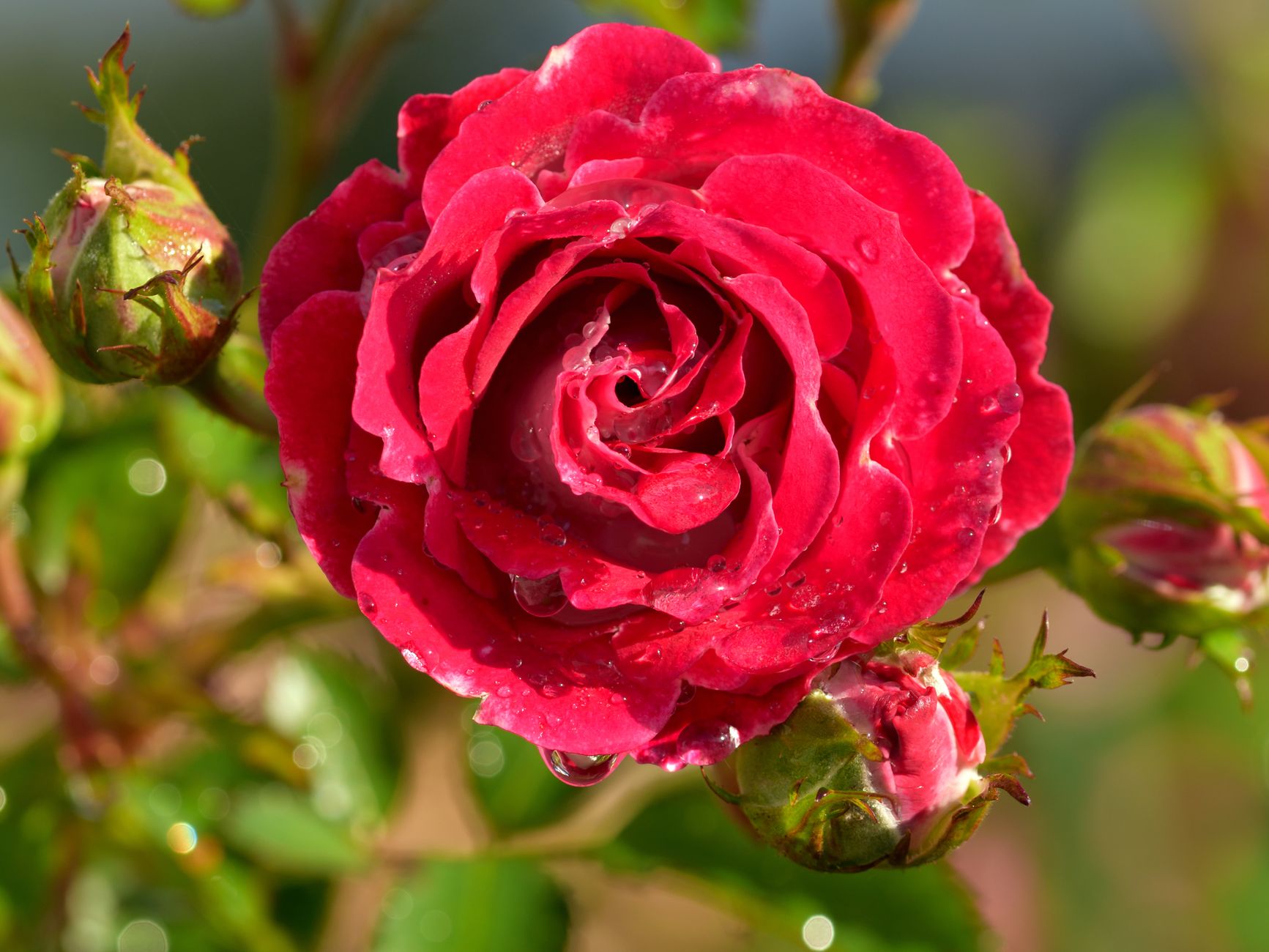 Preventing Rain Damage to Open Flowers: Strategic Protection, Variety Selection, and Post-Storm Care for Intact Petals and Longer Displays