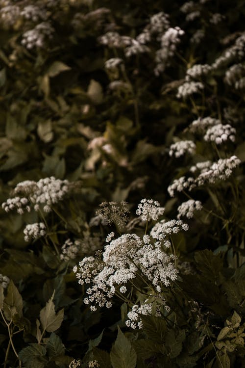 Darmowe zdjęcie z galerii z flora, grona, kwiaty