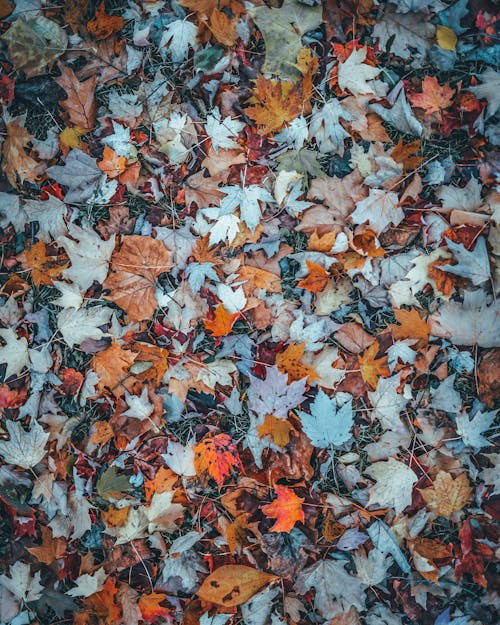 Immagine gratuita di foglie autunnali, foglie cadute, foglie d'acero