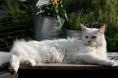 Free White Long Fur Cat Stock Photo
