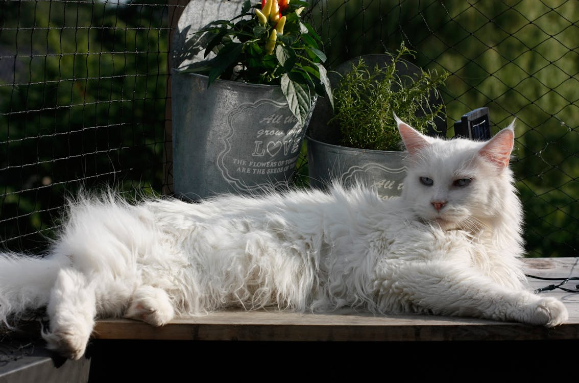 Gratis Kucing Bulu Panjang Putih Foto Stok