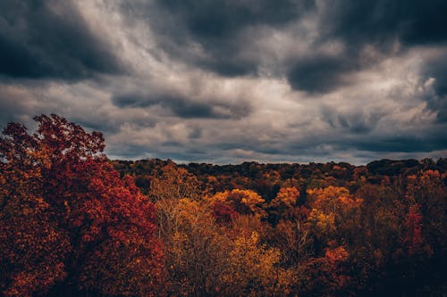 Free stock photo of autumn atmosphere, autumn mood forest, dark clouds Stock Photo