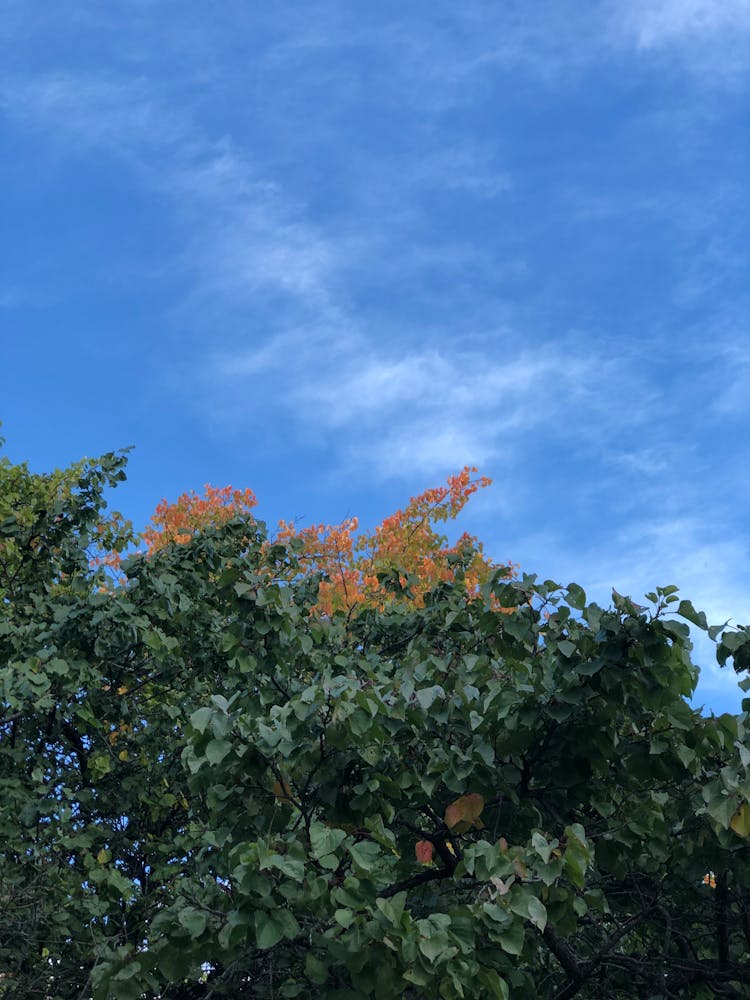 Treetops Against The Sky 