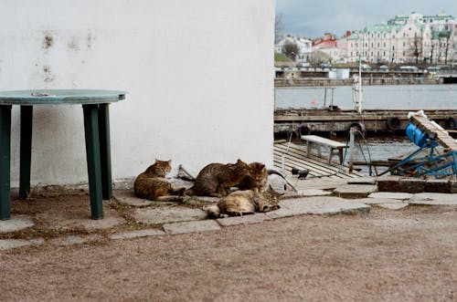 Darmowe zdjęcie z galerii z fotografia zwierzęcia, koty, na dworze