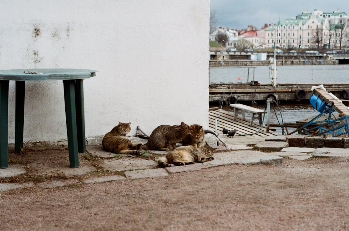 Foto d'estoc gratuïta de a l'aire lliure, animals, fotografia d'animals