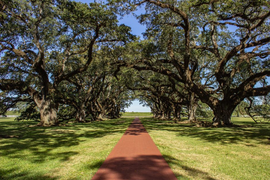 Row of majestic oak trees lining a pathway in Louisiana, showing established canopy value